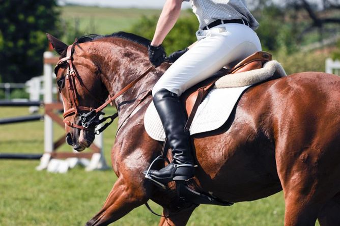 Summit Experts | Bewertung von Reit-, Sport- und Zuchtpferden